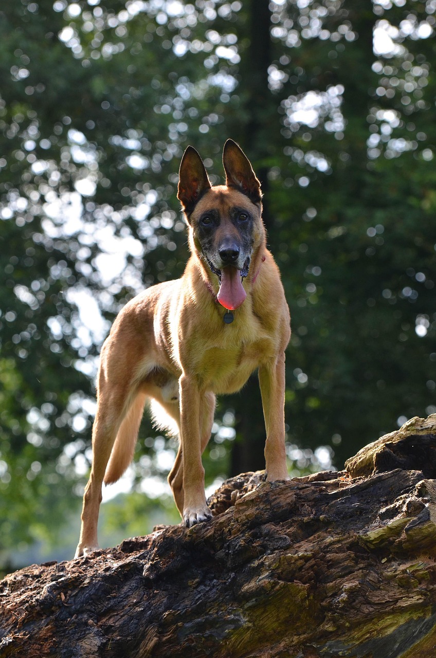 Drogenhunde Domainpaket